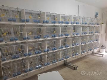Canarini e gabbie