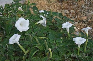 Semi Datura