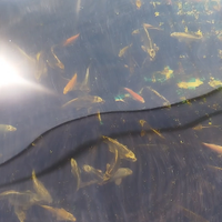 Carpe koi