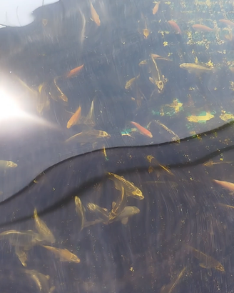 Carpe koi
