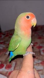 Inseparabile allevato a mano