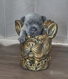 Cuccioli di Bulldog Francese