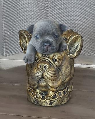 Cuccioli di Bulldog Francese