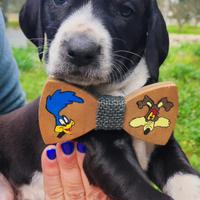 Cuccioli 3 mesi in adozione