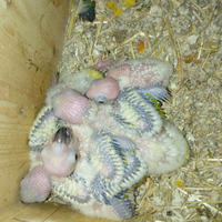 Ultimo pullo di conuro del sole