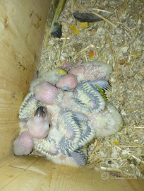 Ultimo pullo di conuro del sole