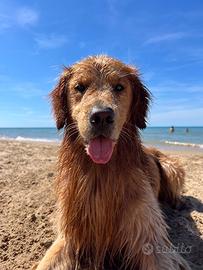 Golden retriver