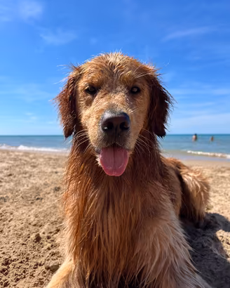 Golden retriver