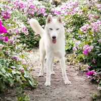 Maschio di siberian husky bianco occhi azzurri