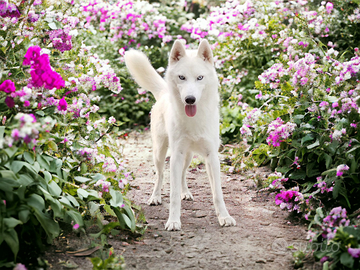 Maschio di siberian husky bianco occhi azzurri