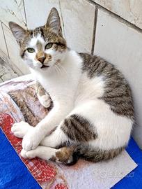 Micino maschio 4/mesi Salerno