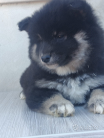 Shiba Inu pedigree enci