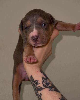 American Pittbul