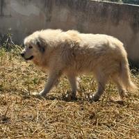Pastore dei Pirenei / Dogo Argentino