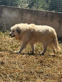 Pastore dei Pirenei / Dogo Argentino