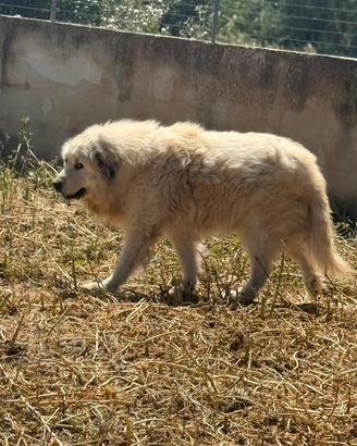 Pastore dei Pirenei / Dogo Argentino