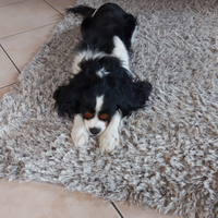 Cavalier king tricolore per monta
