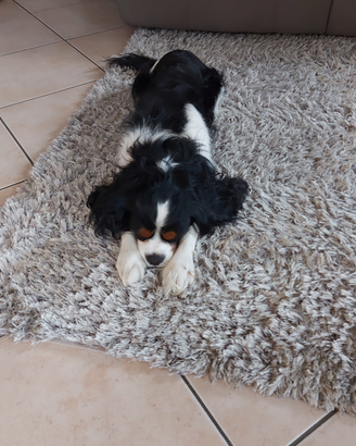 Cavalier king tricolore per monta