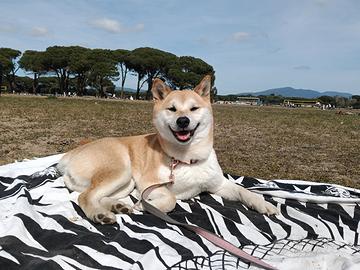 Cuccioli di shiba-inu CON PEDIGREE