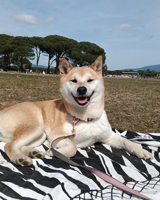 Cuccioli di shiba-inu CON PEDIGREE