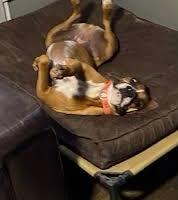 TI MANTENGO IL CANE X LE TUE VACANZE