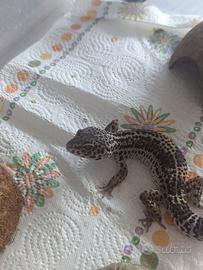 Geco leopardino black night