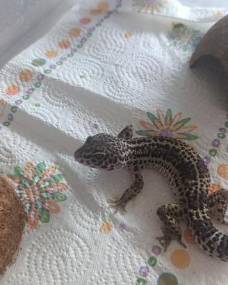 Geco leopardino black night