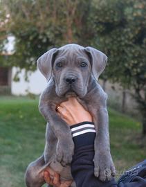 Cuccioli di Cane Corso