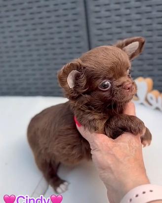 Chihuahua femmina pelo lungo chocolate