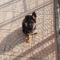 Pastore tedesco cuccioli