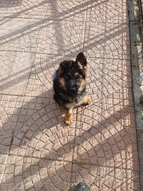 Pastore tedesco cuccioli