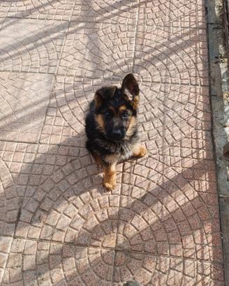 Pastore tedesco cuccioli