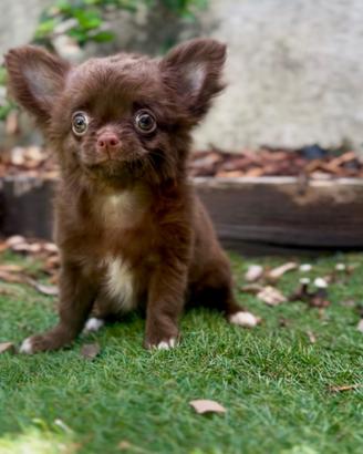 Femmina pronta al ritiro chihuahua con pedigree