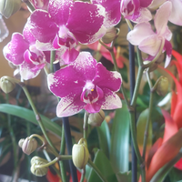 Attività di Fioreria