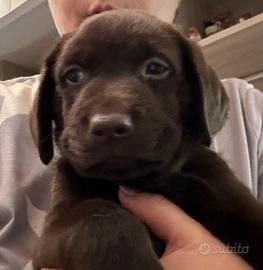 Cuccioli di Labrador