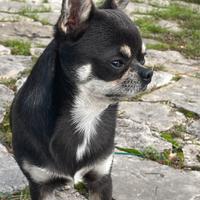 Stallone Chihuahua