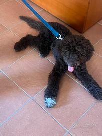 Lagotto romagnolo
