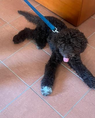 Lagotto romagnolo