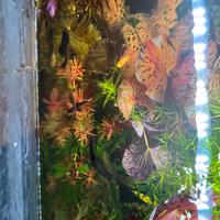 Acquario 80x30x40cm già avviato