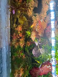 Acquario 80x30x40cm già avviato