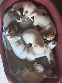 Jack russell
