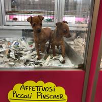 Cuccioli pinscher affettuosi taglia piccola