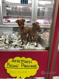Cuccioli pinscher affettuosi taglia piccola