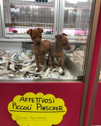 Cuccioli pinscher affettuosi taglia piccola