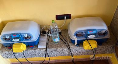 Pulcini razze ornamentali