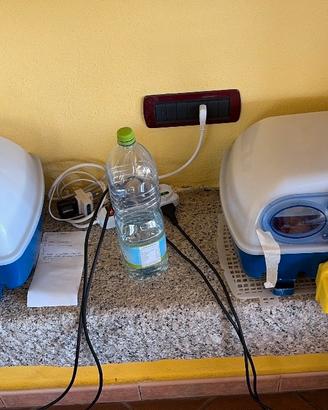 Pulcini razze ornamentali