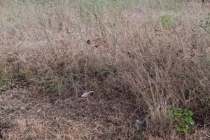 Villetta e terrebo 1000m²