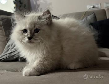 Gatto Siberiano Femmina