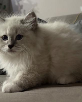 Gatto Siberiano Femmina