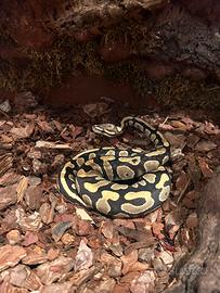 Pitone reale e teca allestita